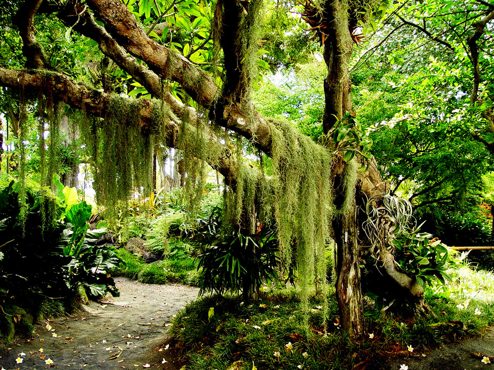 forest hd forest hd